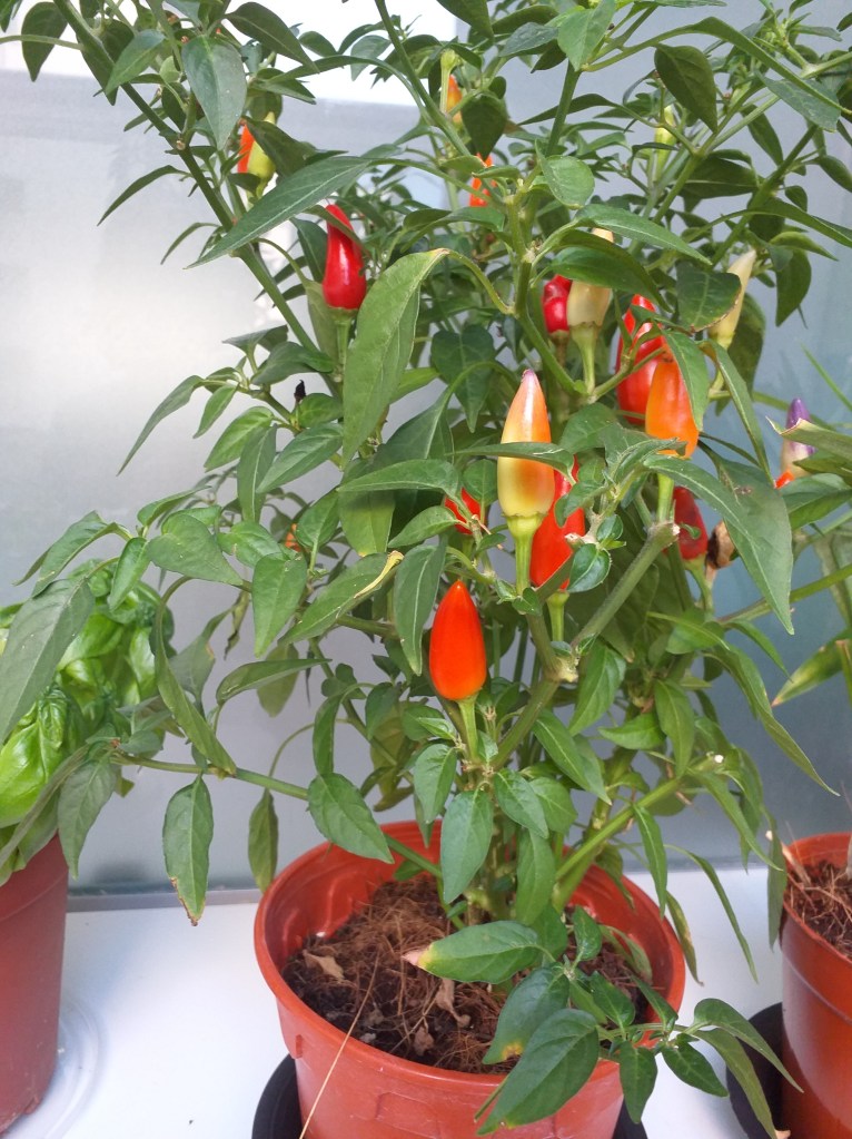 The chilli plant when I first bought it.