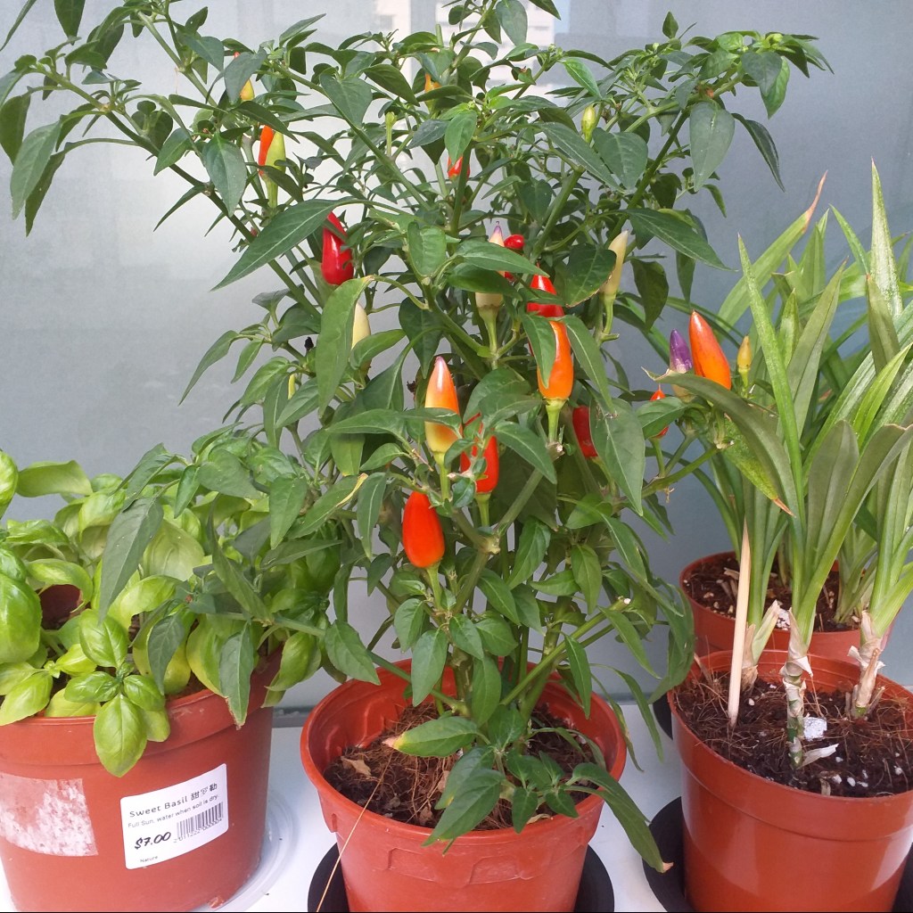 My Starter Balcony Garden