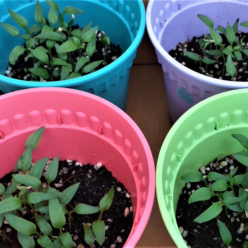 Growing Bell Peppers in Pots