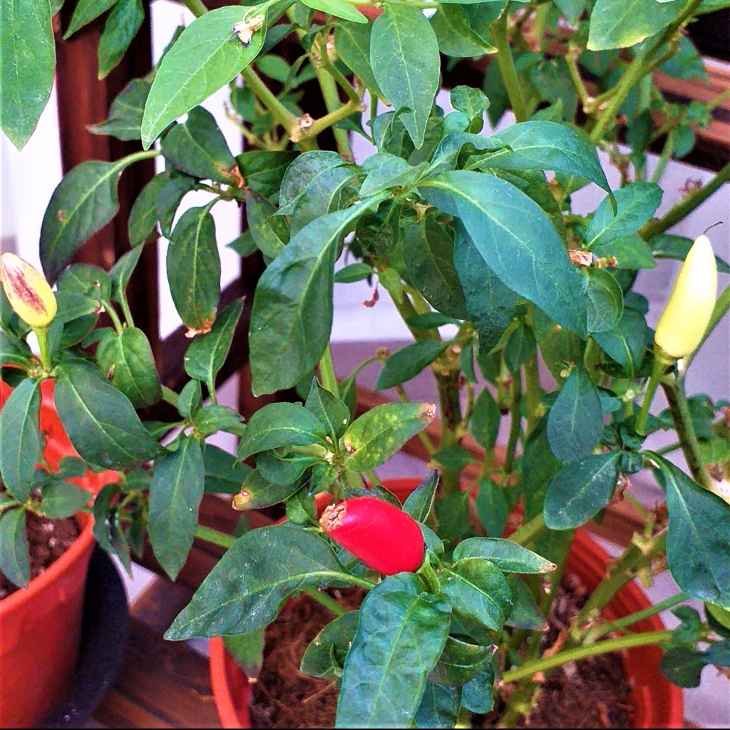 My Thai Chilli Plant Fruiting Again